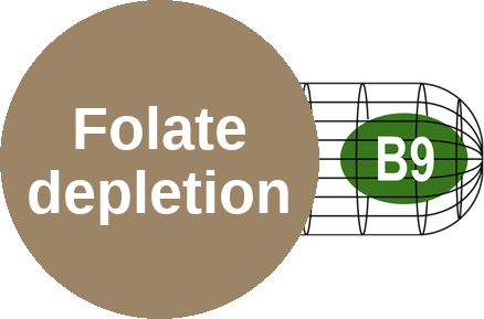 Folate (vitamin B9) depletion — mechanism peg (Ballicules)