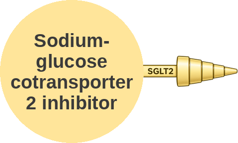 Sodium-glucose cotransporter 2 inhibitor — mechanism peg (Ballicules)