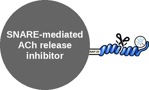 SNARE-mediated ACh release inhibitor — mechanism peg (Ballicules)