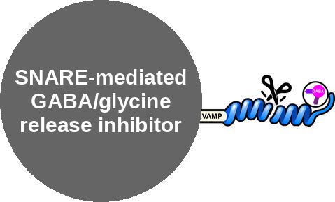 SNARE-mediated GABA/glycine release inhibitor — mechanism peg (Ballicules)