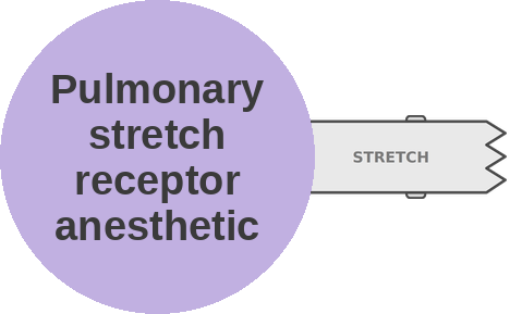Pulmonary stretch receptor anesthetic — mechanism peg (Ballicules)