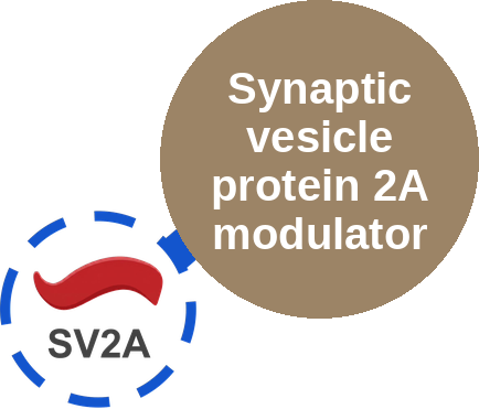 Synaptic vesicle protein 2A modulator — mechanism peg (Ballicules)