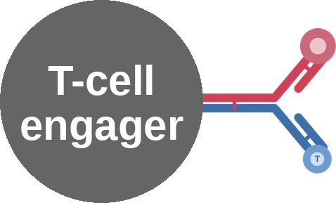 Bispecific T-cell engager (BCMA × CD3) — mechanism peg (Ballicules)