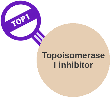 Topoisomerase I inhibitor — mechanism peg (Ballicules)