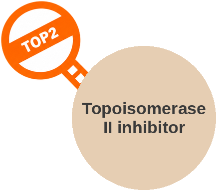 Topoisomerase II inhibitor — mechanism peg (Ballicules)