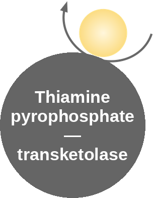 TPP cofactor: transketolase — mechanism peg (Ballicules)
