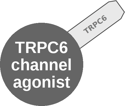 TRPC6 channel agonist — mechanism peg (Ballicules)