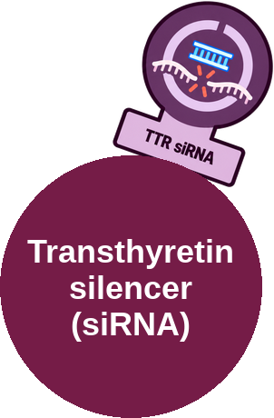 Transthyretin (TTR) silencer (siRNA) — mechanism peg (Ballicules)