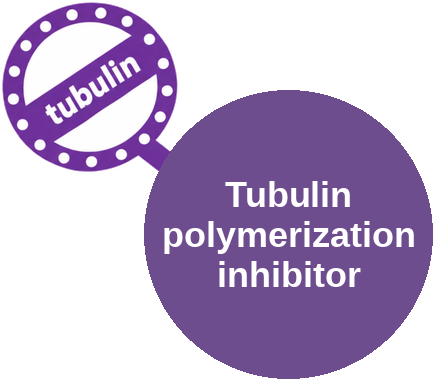 Tubulin polymerization inhibitor — mechanism peg (Ballicules)