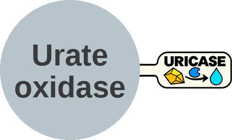 The enzyme humans lost — reinstalled for tumor lysis — mechanism peg (Ballicules)