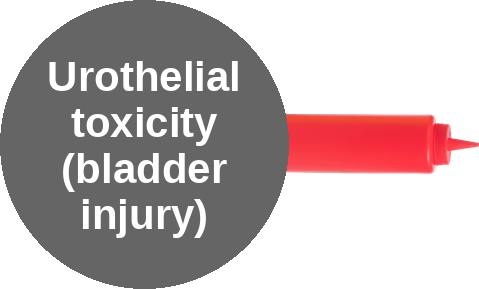 The metabolite that burns the bladder — mechanism peg (Ballicules)