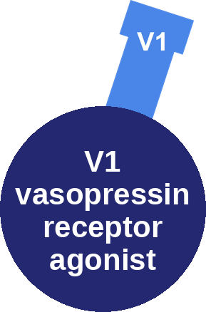 V1 vasopressin receptor agonist — mechanism peg (Ballicules)