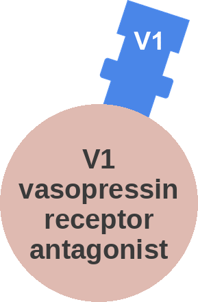V1 vasopressin receptor antagonist — mechanism peg (Ballicules)