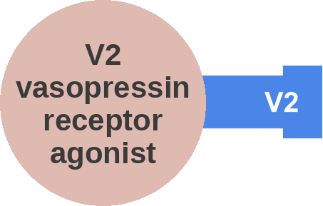 V2 vasopressin receptor agonist — mechanism peg (Ballicules)