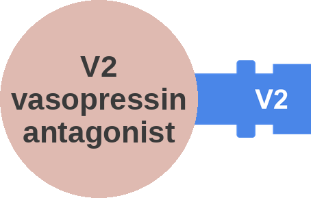 V2 vasopressin antagonist — mechanism peg (Ballicules)
