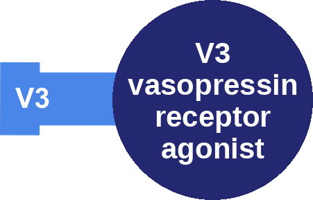 V3 vasopressin receptor agonist — mechanism peg (Ballicules)