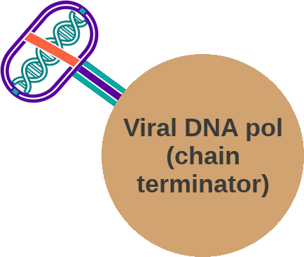 Viral DNA polymerase inhibitor — mechanism peg (Ballicules)