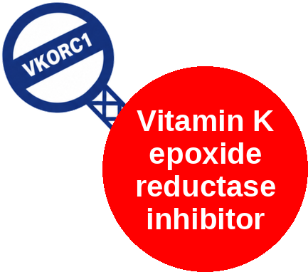 Vitamin K epoxide reductase inhibitor — mechanism peg (Ballicules)