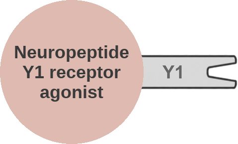 Neuropeptide Y1 receptor agonist — mechanism peg (Ballicules)