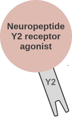 Neuropeptide Y2 receptor agonist — mechanism peg (Ballicules)