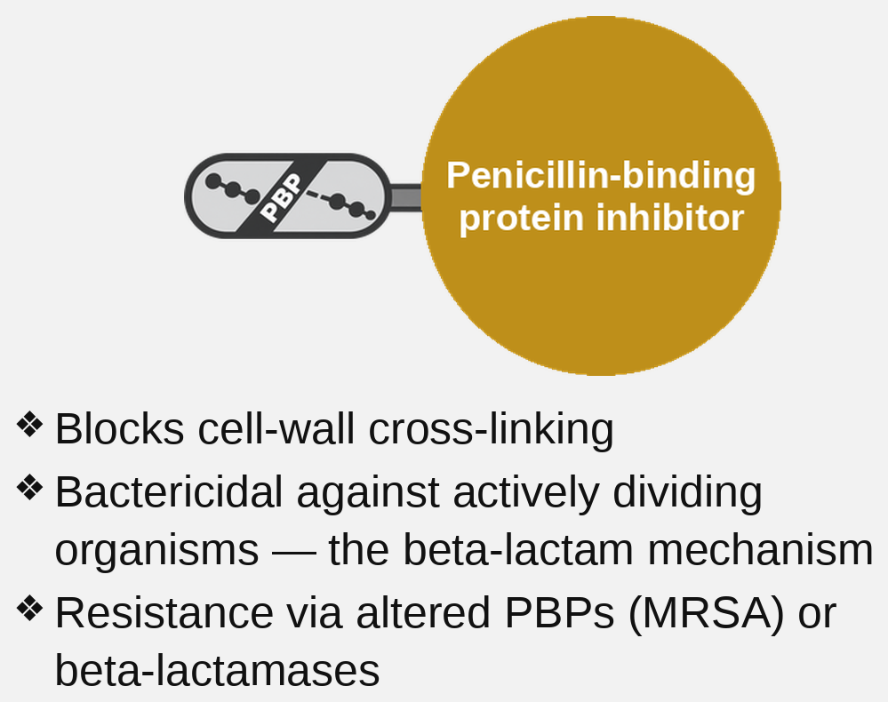 PBP inhibitor (family card)