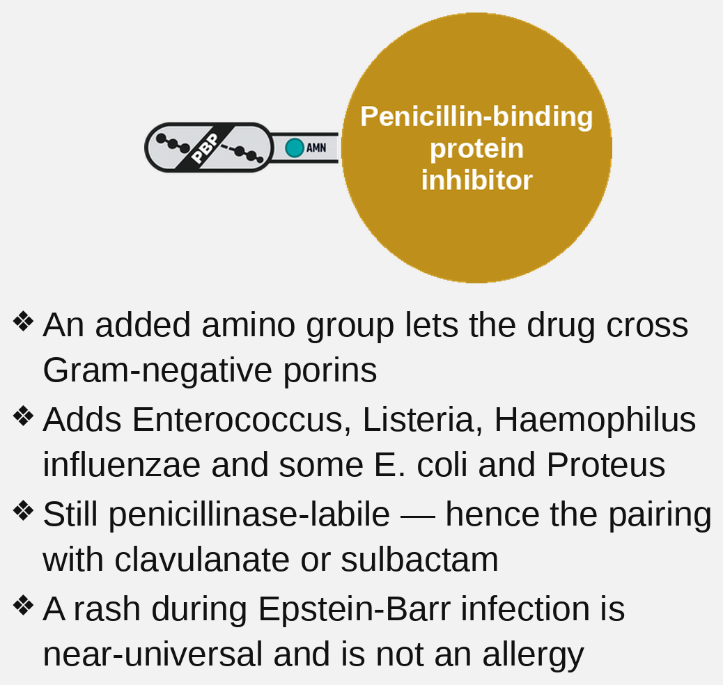 aminopenicillin