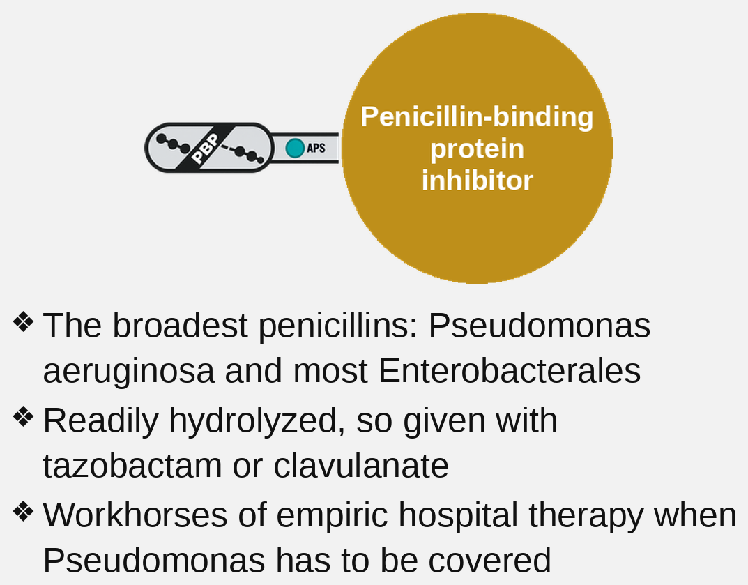 antipseudomonal penicillin