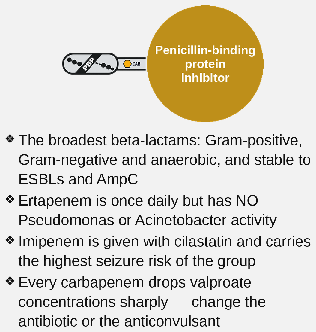 carbapenem