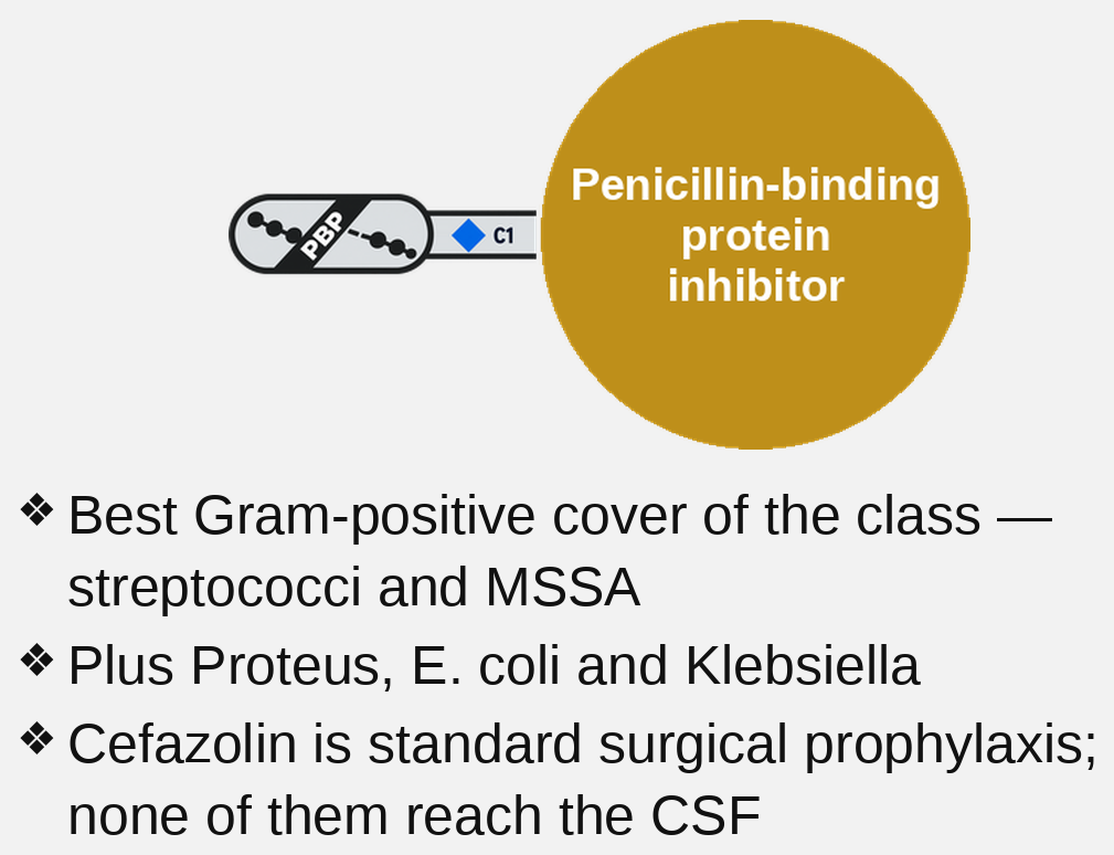 1st-generation cephalosporin