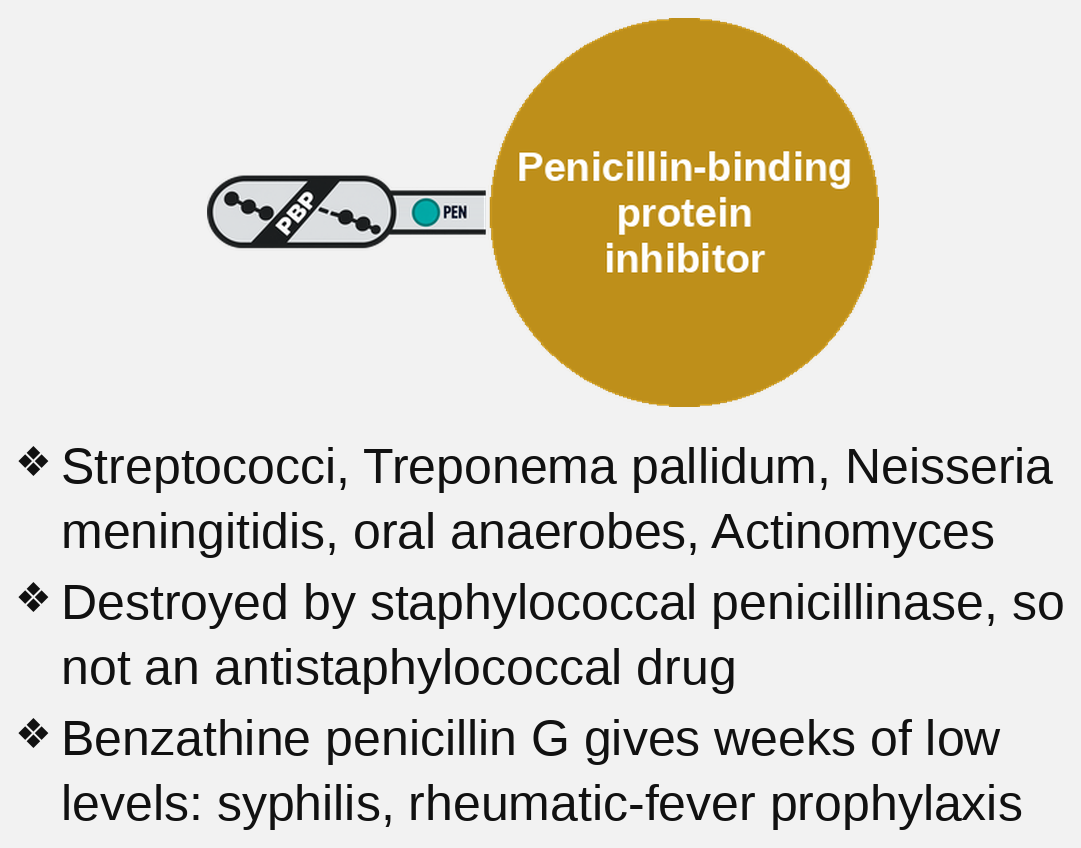 natural penicillin