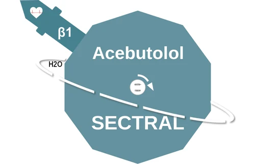 Acebutolol ballicule — decagon diagram of its receptor and enzyme targets