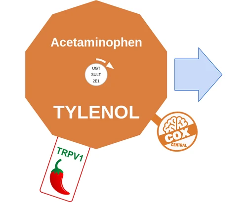 Acetaminophen ballicule — decagon diagram of its receptor and enzyme targets