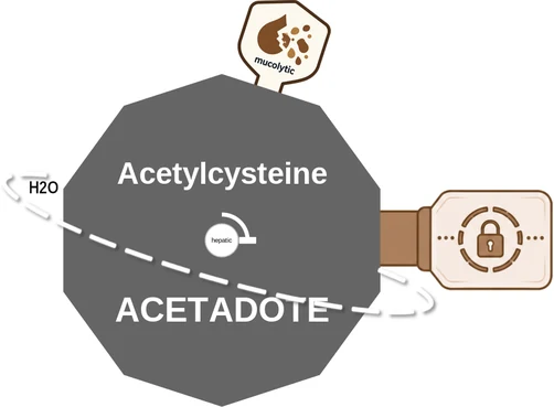 Acetylcysteine ballicule — decagon diagram of its receptor and enzyme targets