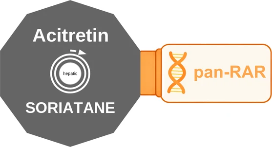 Acitretin ballicule — decagon diagram of its receptor and enzyme targets
