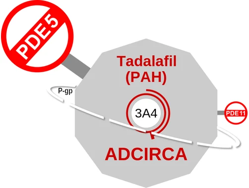 Tadalafil (PAH) ballicule — decagon diagram of its receptor and enzyme targets