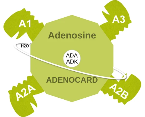 Adenosine ballicule — decagon diagram of its receptor and enzyme targets