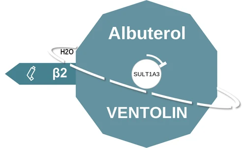 Albuterol ballicule — decagon diagram of its receptor and enzyme targets