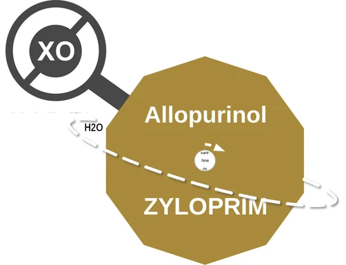 Allopurinol ballicule — decagon diagram of its receptor and enzyme targets