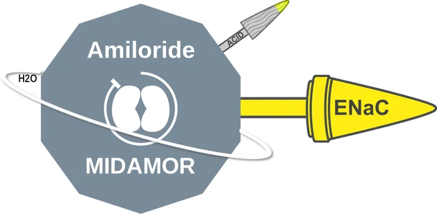 Amiloride ballicule — decagon diagram of its receptor and enzyme targets