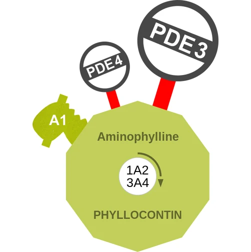 Aminophylline ballicule — decagon diagram of its receptor and enzyme targets