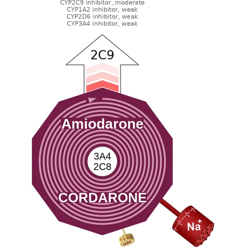 Amiodarone ballicule — decagon diagram of its receptor and enzyme targets