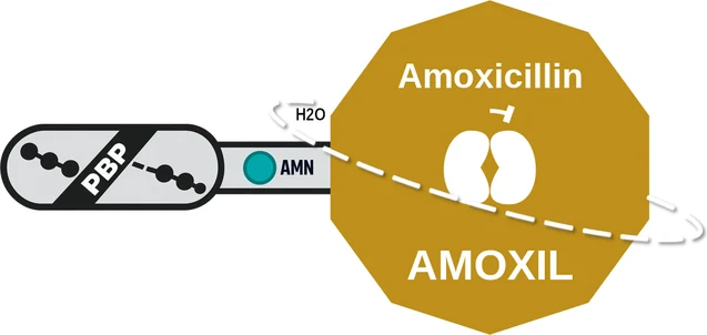 Amoxicillin ballicule — decagon diagram of its receptor and enzyme targets