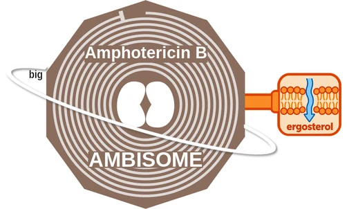 Amphotericin B ballicule — decagon diagram of its receptor and enzyme targets