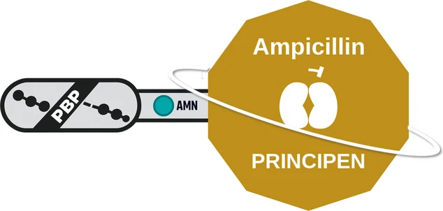 Ampicillin ballicule — decagon diagram of its receptor and enzyme targets