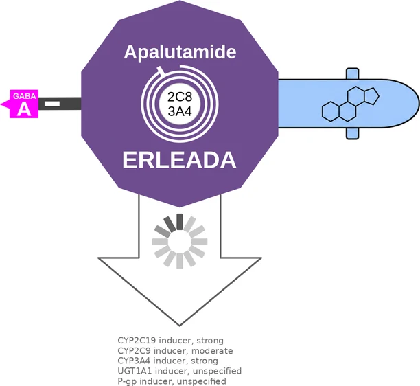 Apalutamide ballicule — decagon diagram of its receptor and enzyme targets
