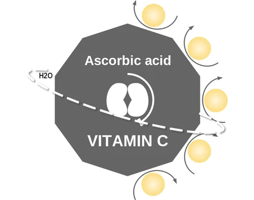 Ascorbic acid ballicule — decagon diagram of its receptor and enzyme targets
