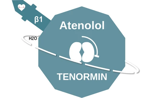 Atenolol ballicule — decagon diagram of its receptor and enzyme targets