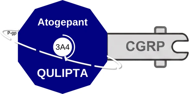 Atogepant ballicule — decagon diagram of its receptor and enzyme targets
