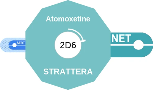 Atomoxetine ballicule — decagon mechanism diagram