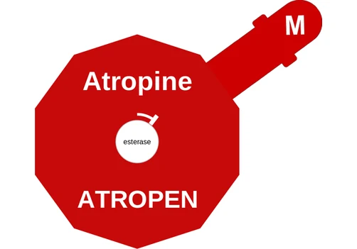 Atropine ballicule — decagon diagram of its receptor and enzyme targets